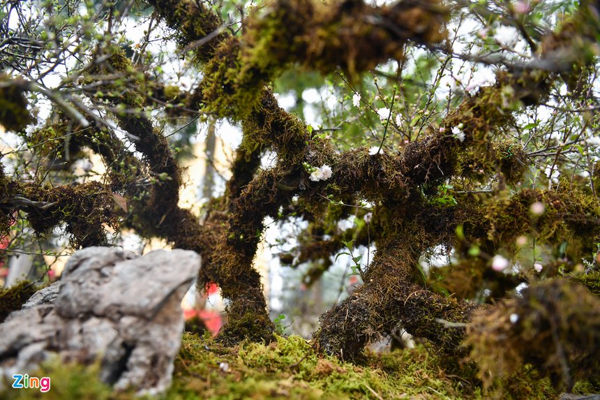 Mai boc reu tren thuyen doc moc gia 300 trieu o Ha Noi anh 4