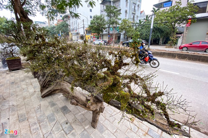 Mai boc reu tren thuyen doc moc gia 300 trieu o Ha Noi anh 1