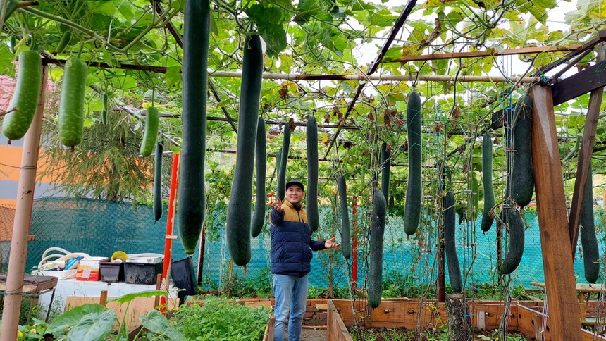 trong rau tai nha anh 4