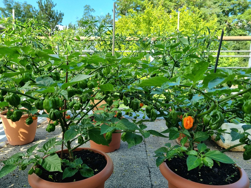 vuon rau tren ban cong anh 4