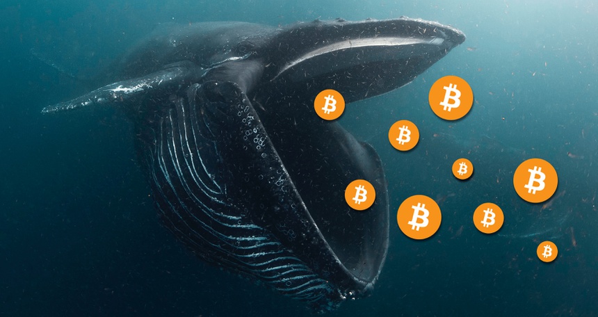 Whales bitcoin 65 биткоинов в рублях