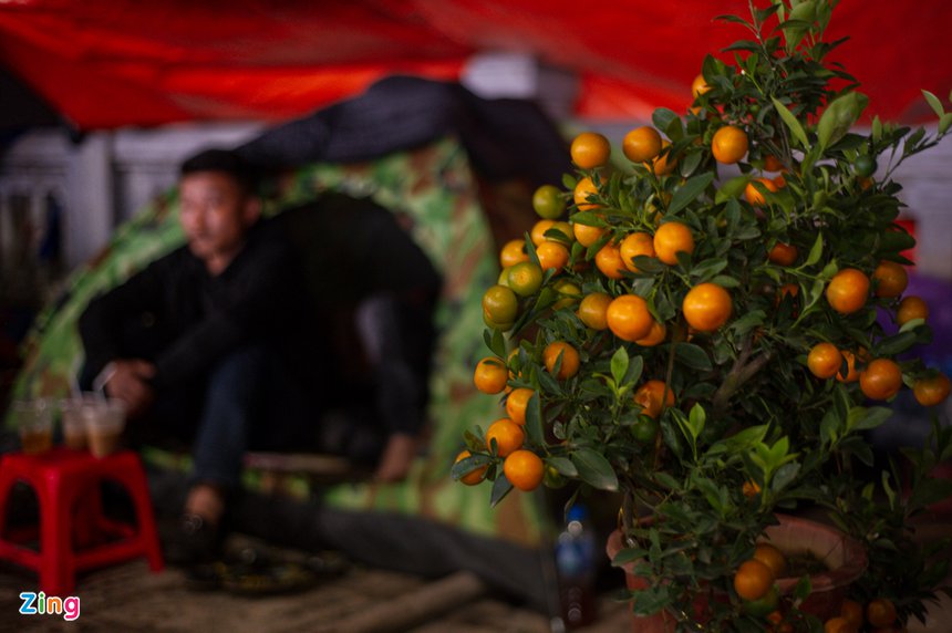 trong cay canh Tet ban dem anh 6