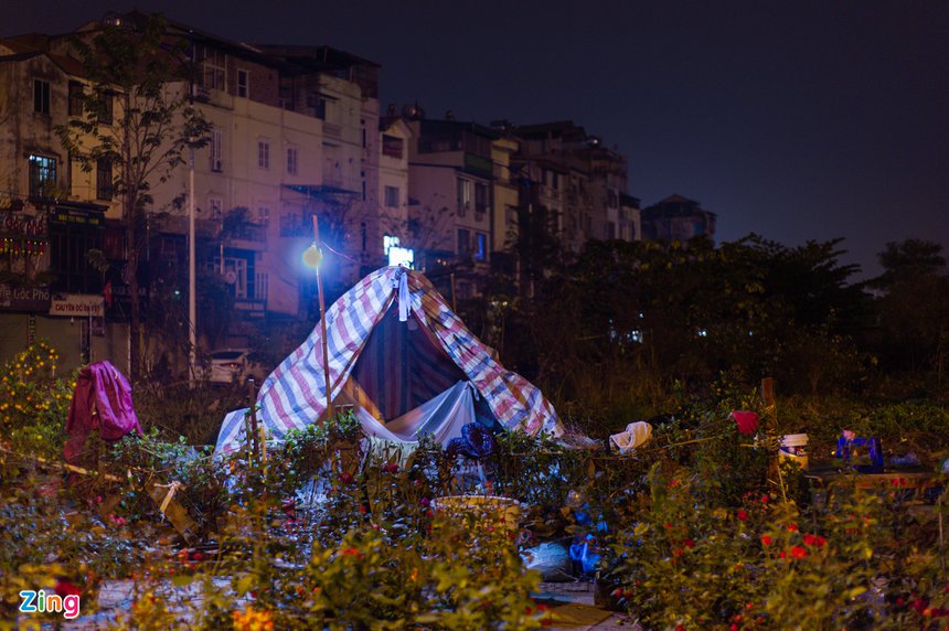 trong cay canh Tet ban dem anh 1