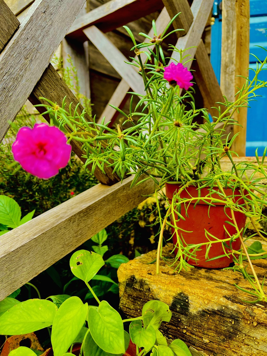 Nguoi me tre o Dak Lak dung nha trong rau trong dich anh 14