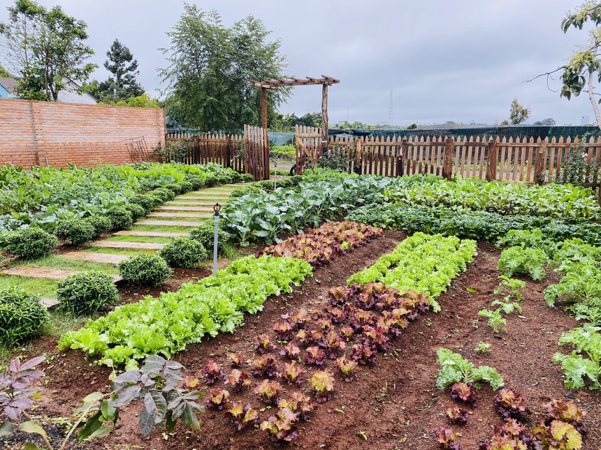 Nguoi me tre o Dak Lak dung nha trong rau trong dich anh 2