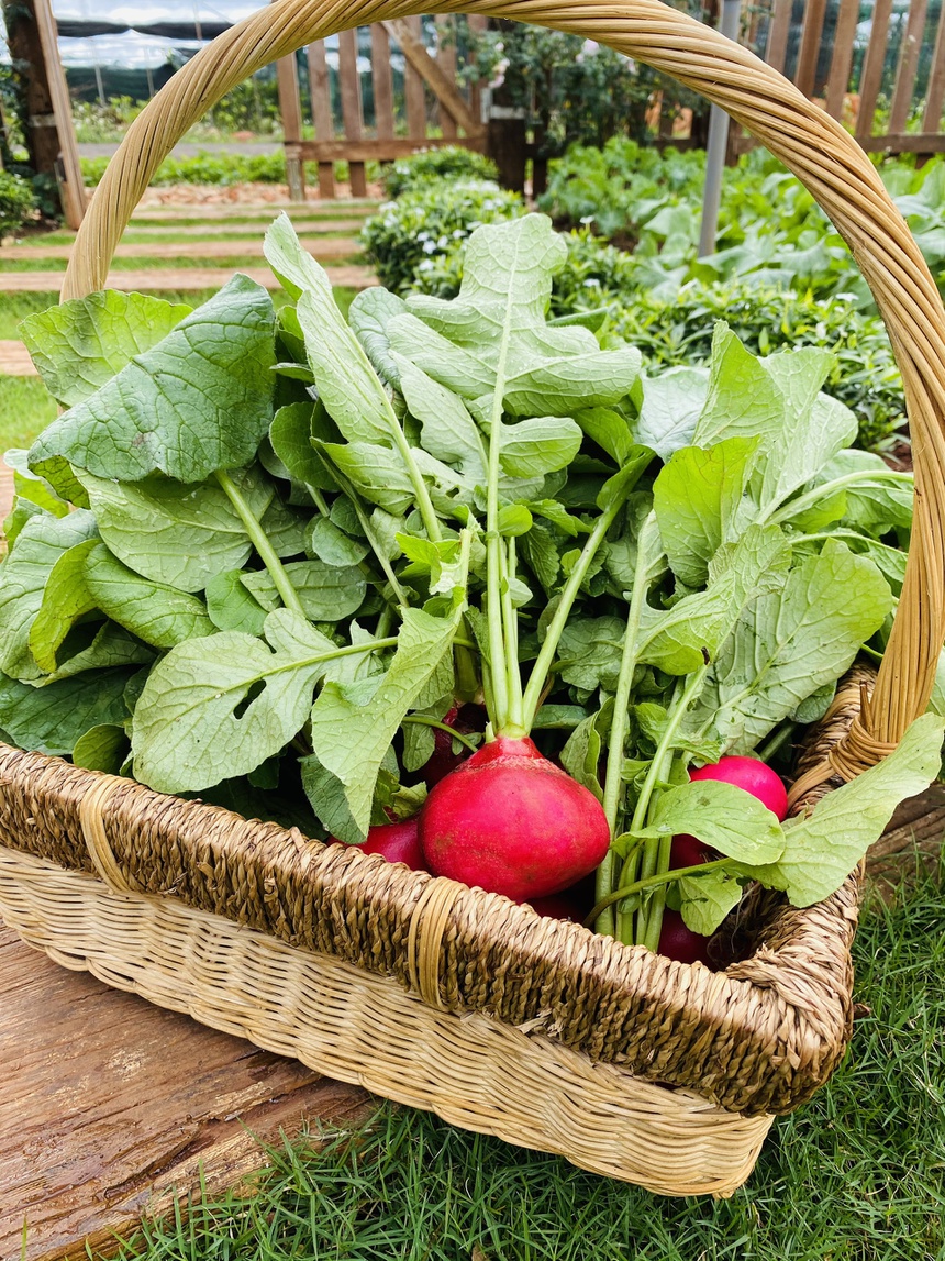 Nguoi me tre o Dak Lak dung nha trong rau trong dich anh 11