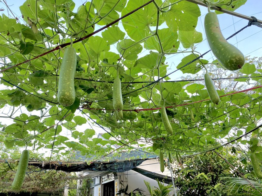 Khu vuon cua chang trai liet hai chan anh 10