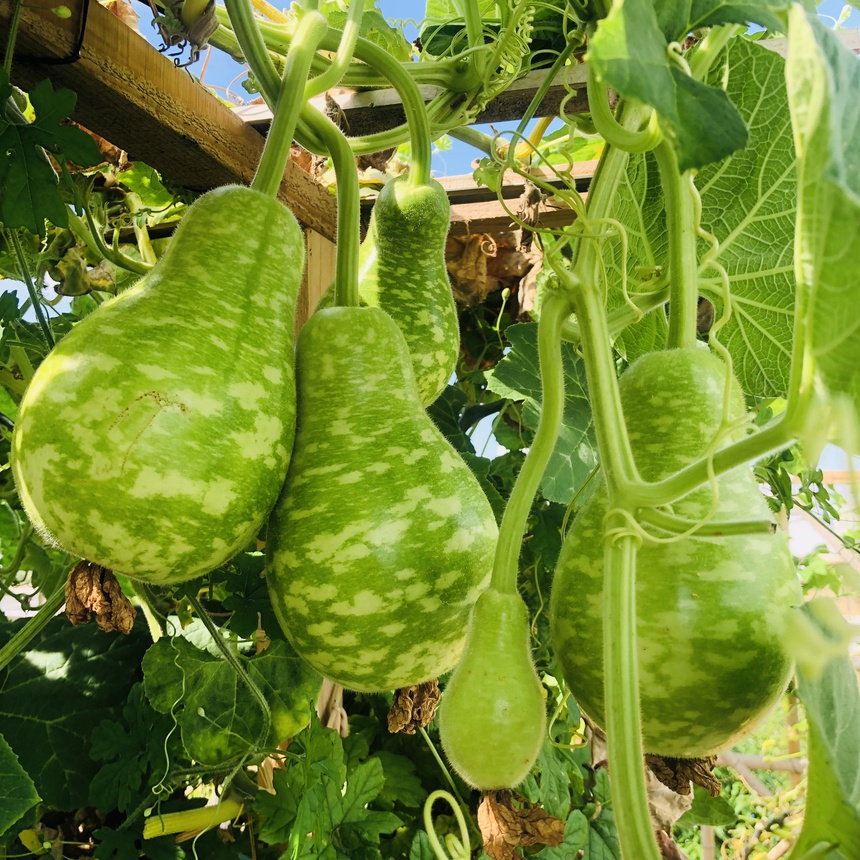trong rau tren san thuong anh 5