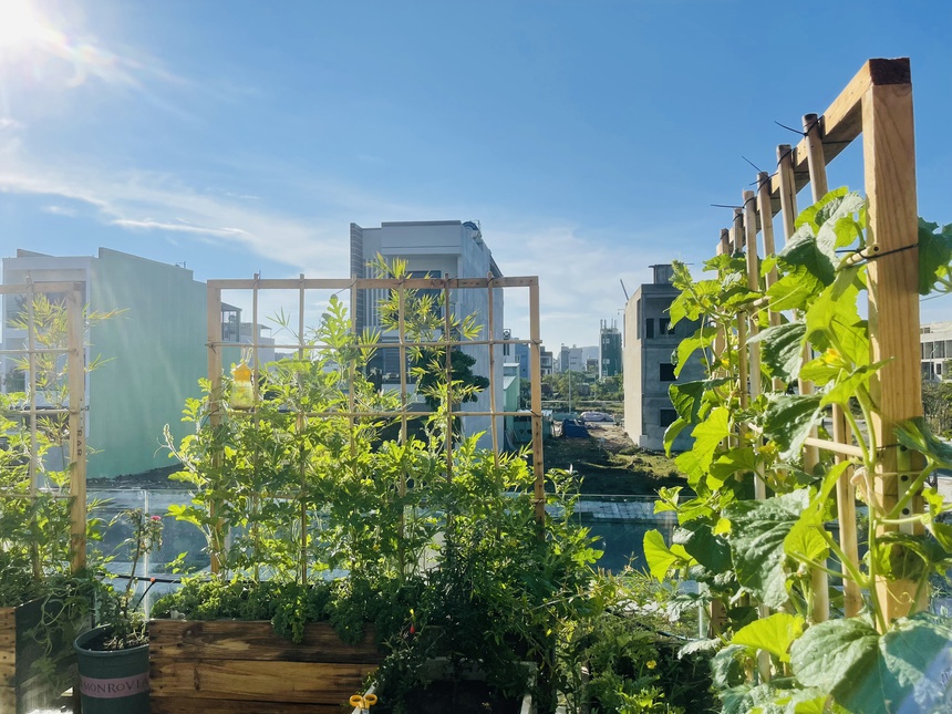 trong rau tren san thuong anh 3