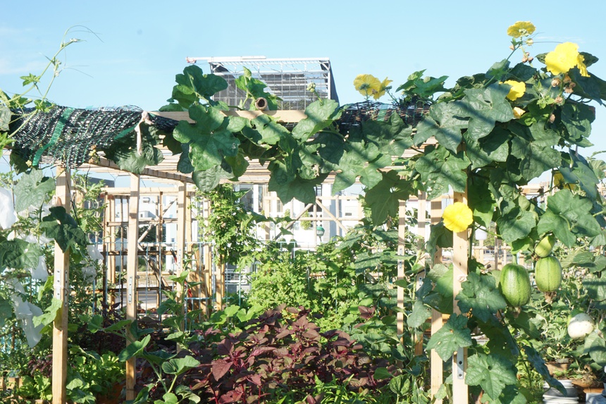 trong rau tren san thuong anh 2