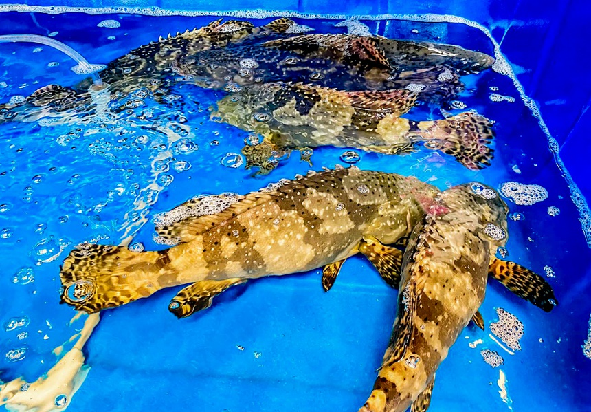 gia ca mu bong anh 1