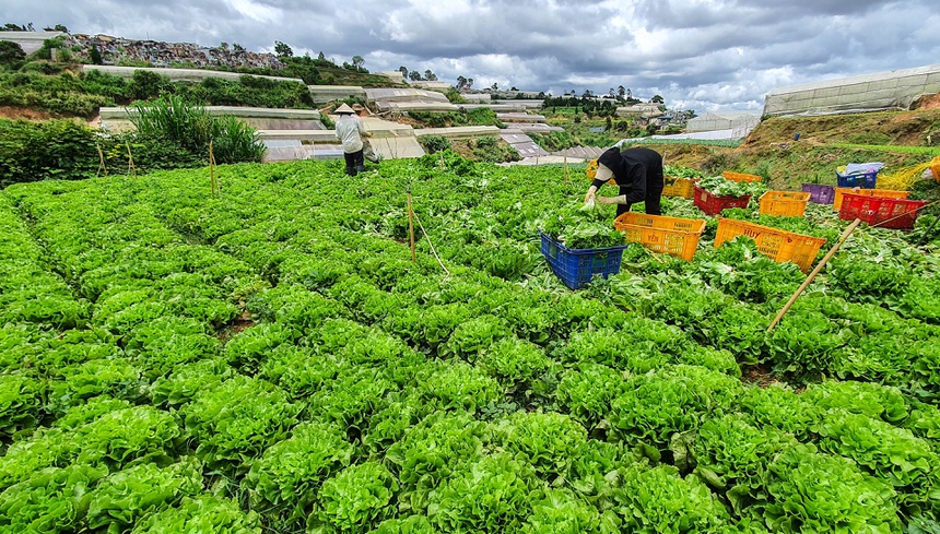 rau hoa Da Lat tang gia anh 2