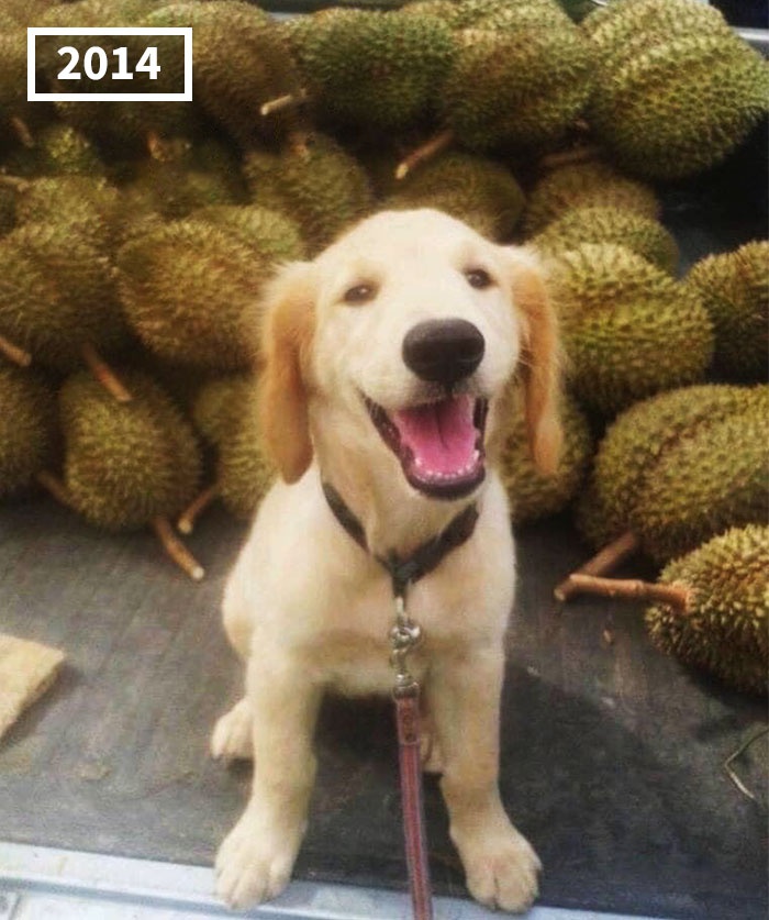 Hãy xem bức ảnh riêng của chú chó đáng yêu này, nhìn khuôn mặt đáng yêu và biểu cảm tròn trĩnh của nó, bạn sẽ không thể nhịn được cười đâu!