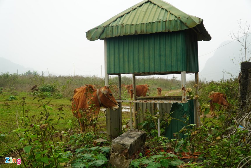 du an nha may xi mang thanh son anh 5