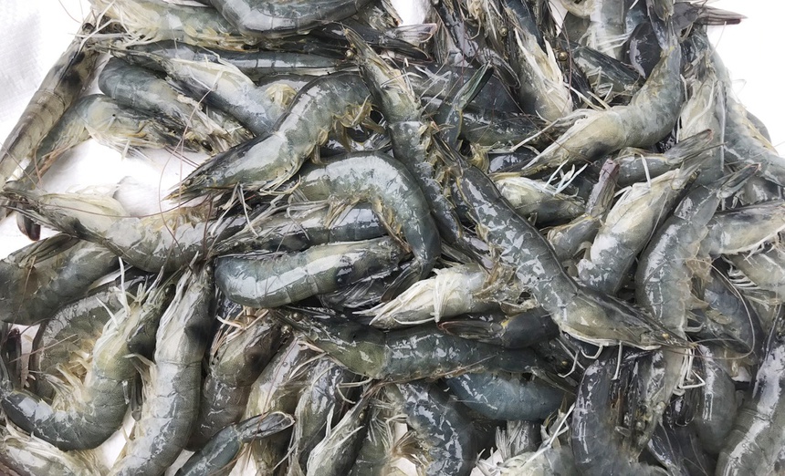 Gia tom o mien Tay giam manh anh 1