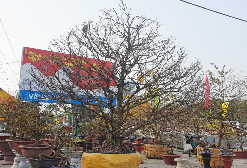 Mai vang gia 7 ty dong o An Giang anh 2