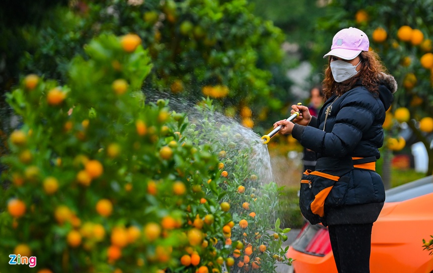 Buoi Dien, dao rung thu hut khach dip Tet anh 11
