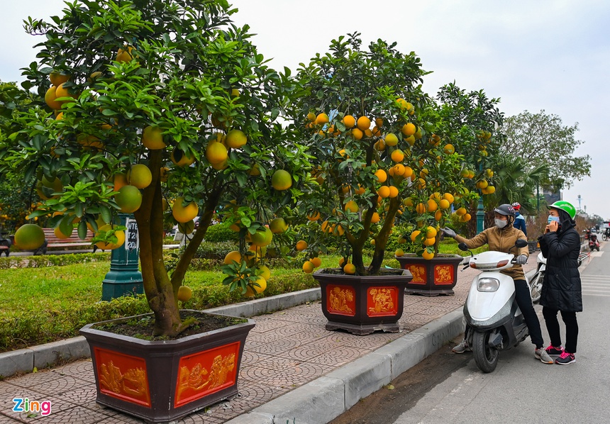 Buoi Dien, dao rung thu hut khach dip Tet anh 2