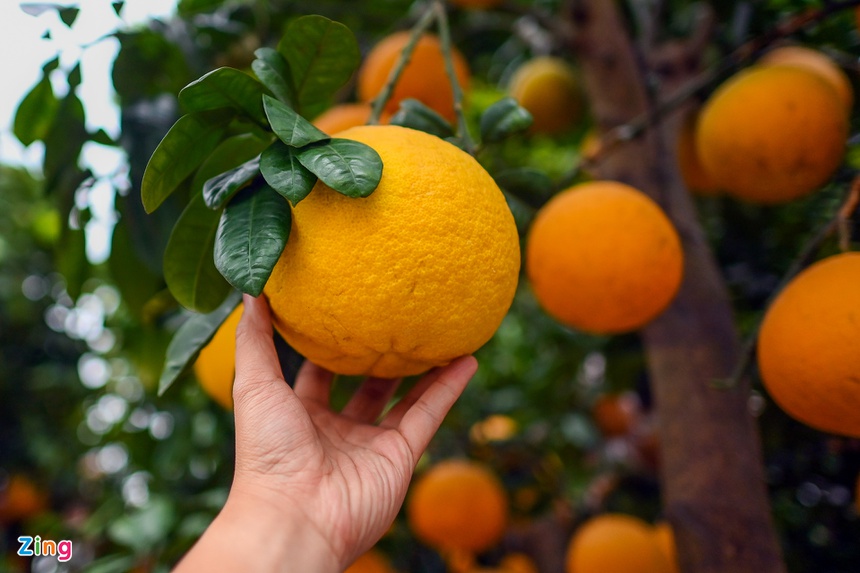 Buoi Dien, dao rung thu hut khach dip Tet anh 3