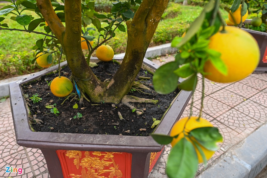 Buoi Dien, dao rung thu hut khach dip Tet anh 4