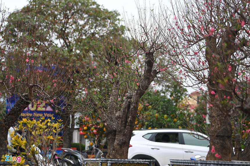 Buoi Dien, dao rung thu hut khach dip Tet anh 6