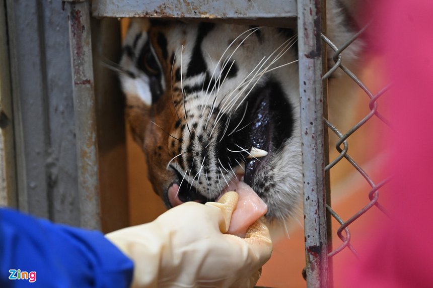 Nguoi cham ho vuon thu Ha Noi anh 12