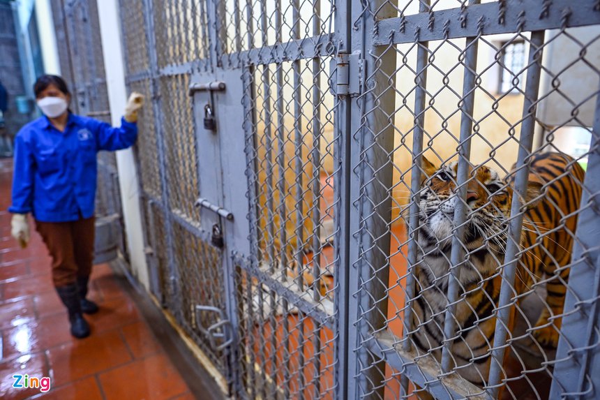 Nguoi cham ho vuon thu Ha Noi anh 1