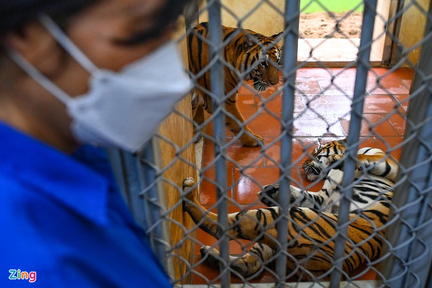 Nguoi cham ho vuon thu Ha Noi anh 2