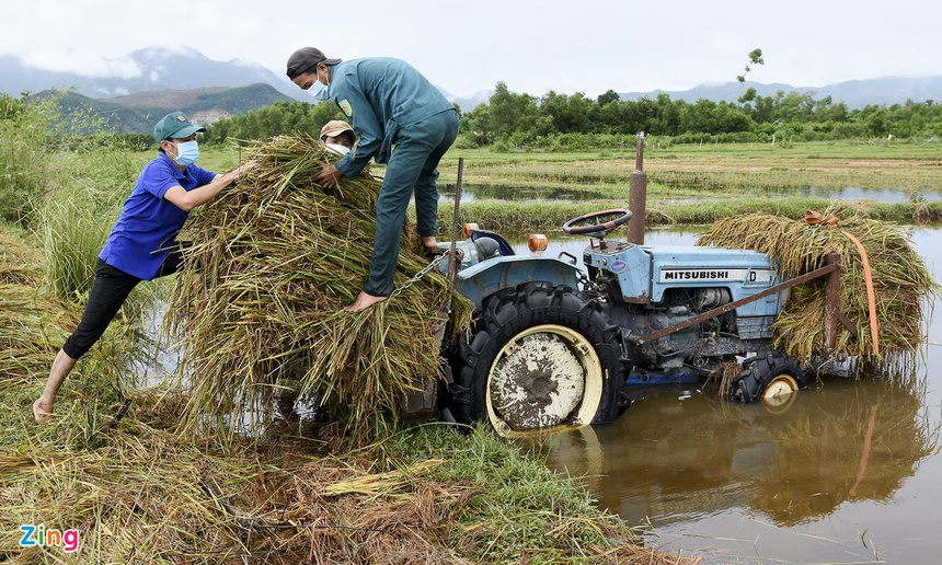 Giup dan gat lua sau bao anh 9