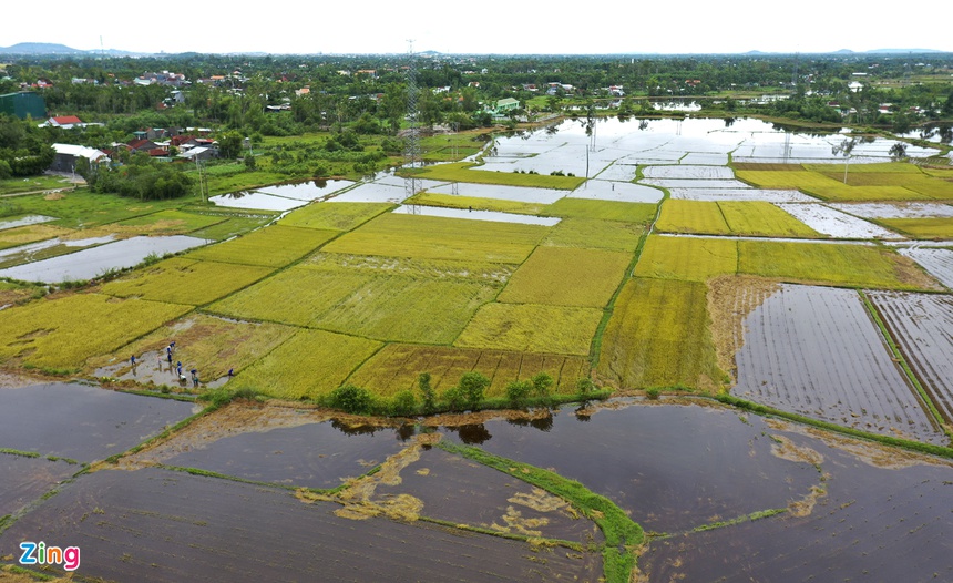 Giup dan gat lua sau bao anh 1