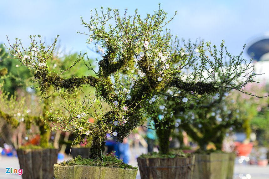 Dao Tet, Tet Nguyen dan, cho hoa, cho hoa tet, Quang Ninh, Ha Long, dao da, nhat chi mai anh 8