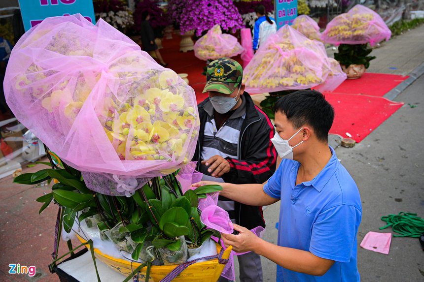 hoa lan ho diep thu hut khach, lan ho diep gia khung anh 7