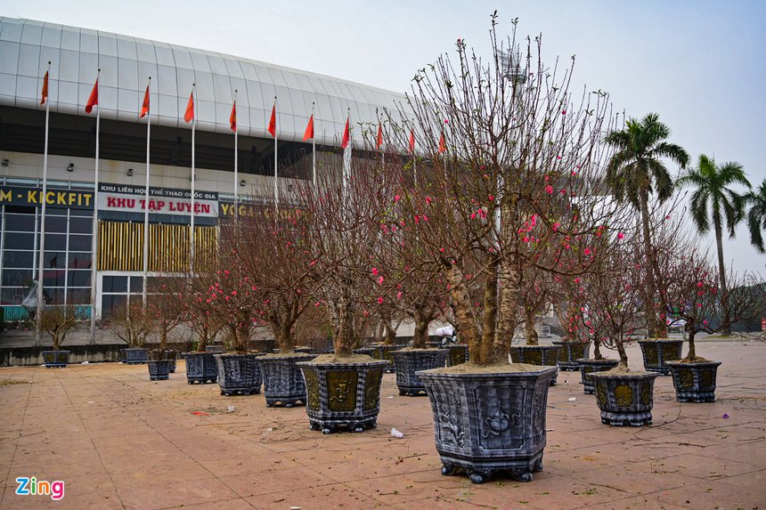 hoa lan ho diep thu hut khach, lan ho diep gia khung anh 12