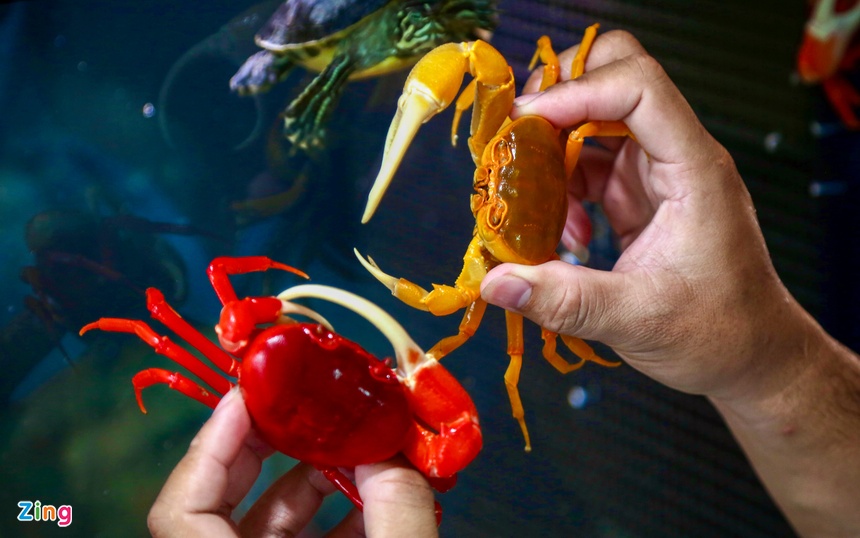 Kiem tram trieu nho nuoi cua nhieu mau anh 10