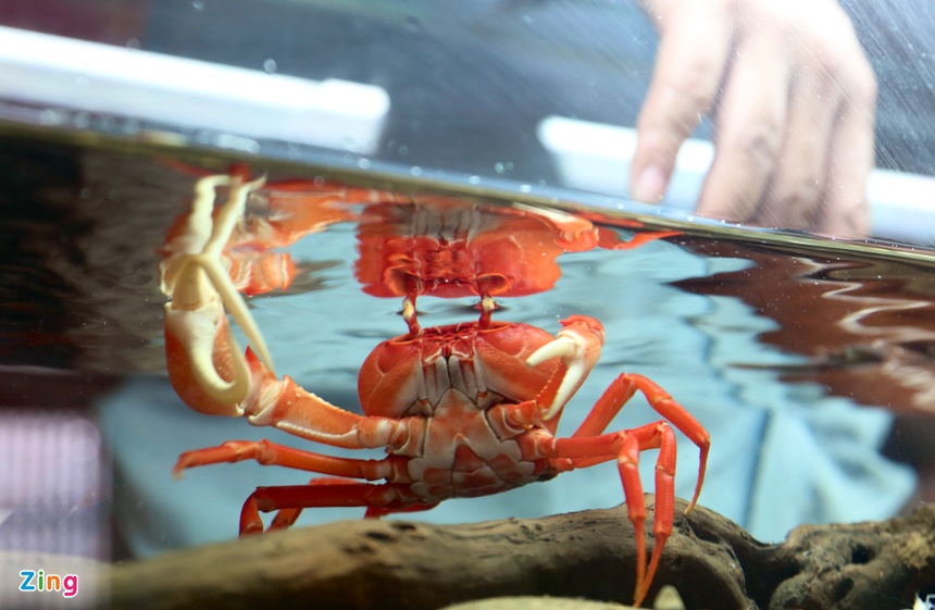 Kiem tram trieu nho nuoi cua nhieu mau anh 2