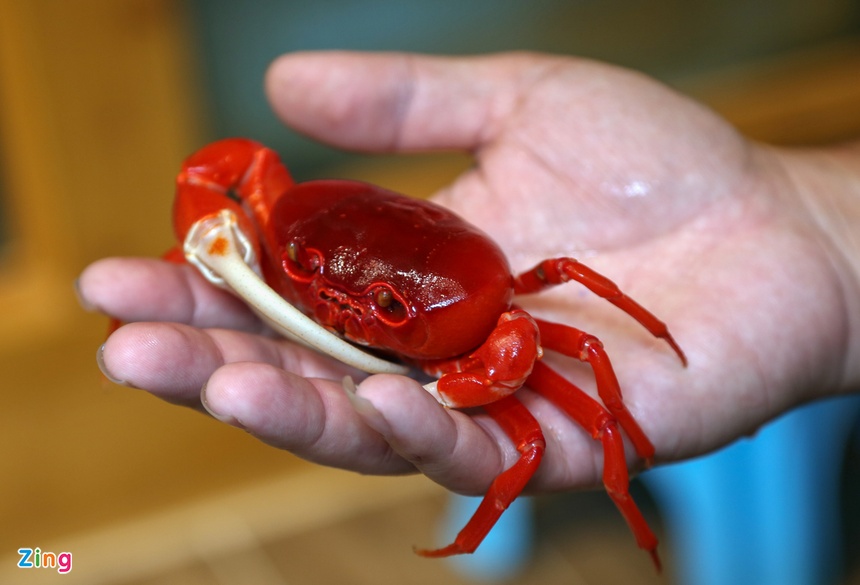 Kiem tram trieu nho nuoi cua nhieu mau anh 4