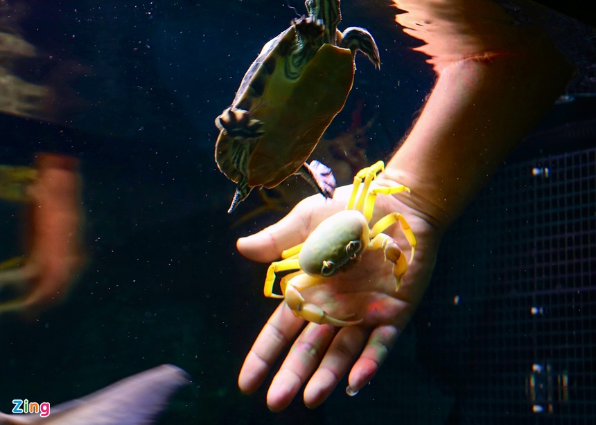 Kiem tram trieu nho nuoi cua nhieu mau anh 6