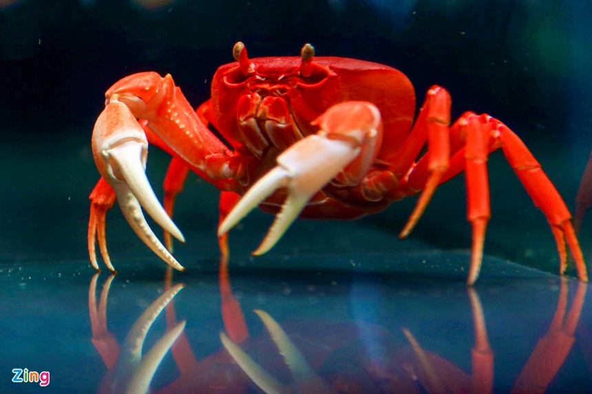 Kiem tram trieu nho nuoi cua nhieu mau anh 9